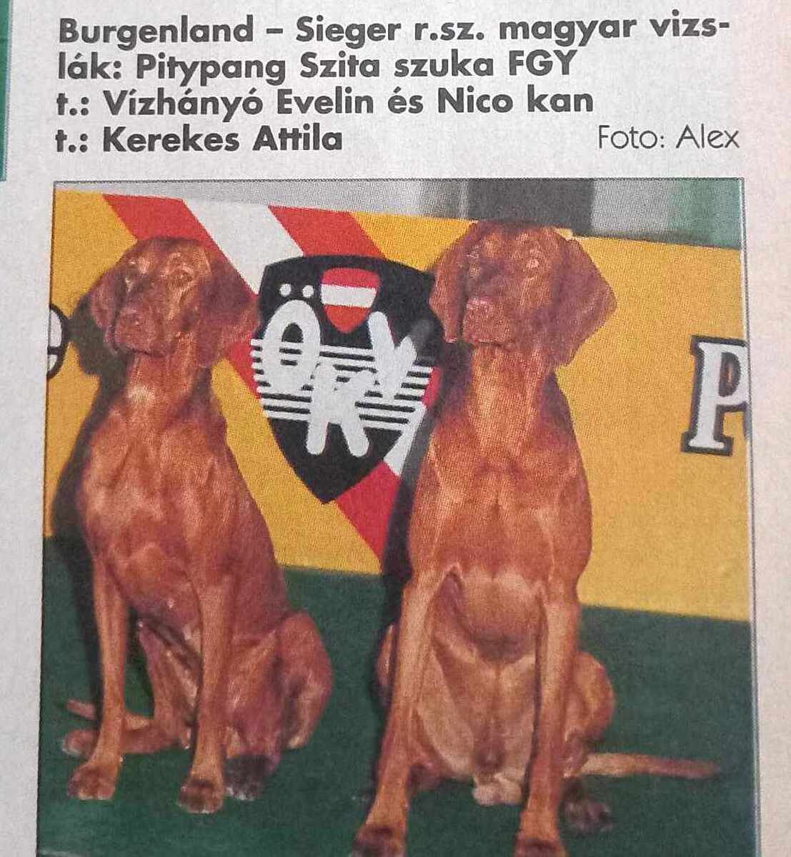 Pitypang Szita