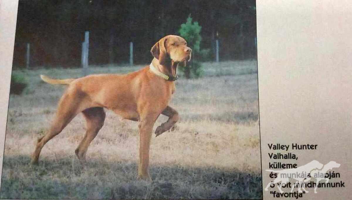 Valleyhunter's Valhalla