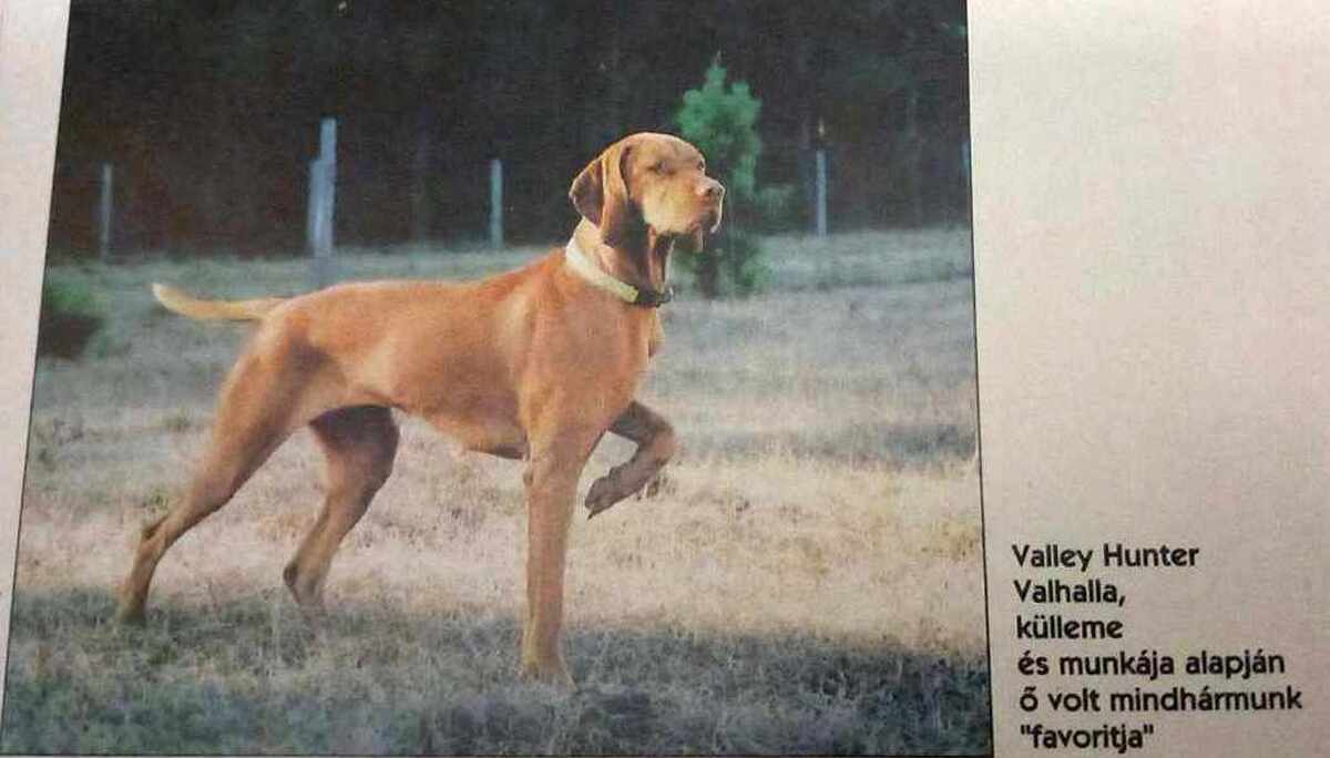 Valleyhunter's Valhalla