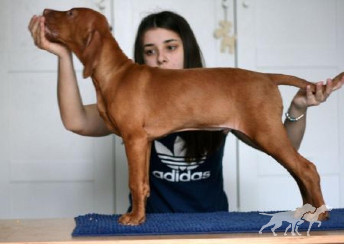Haver Forever Vizsla