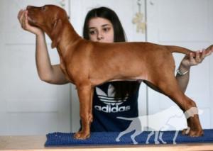 Haver Forever Vizsla
