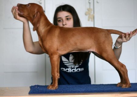 Haver Forever Vizsla