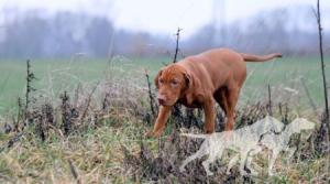 Haver Forever Vizsla
