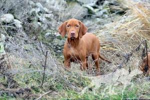 Haver Forever Vizsla
