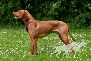 Hazelhunt's Dasher