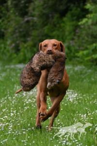 Hazelhunt's Dasher