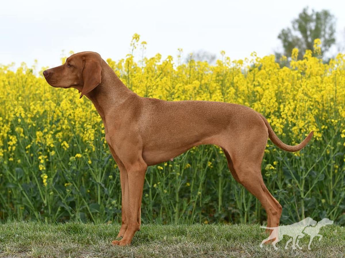 Hazelhunt's Vixen
