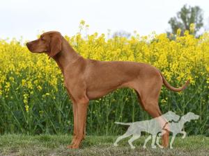 Hazelhunt's Vixen