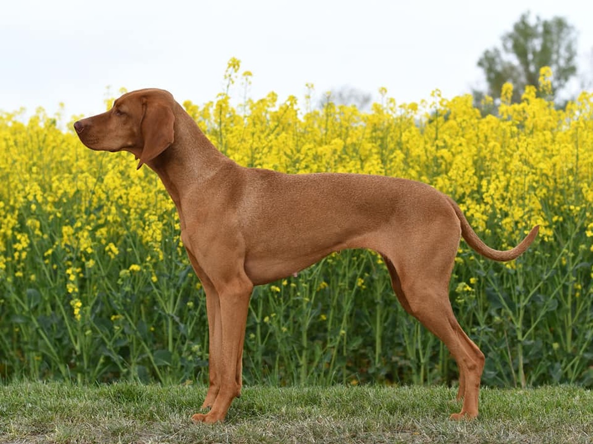Hazelhunt's Vixen