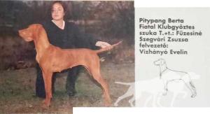 Pitypang Berta