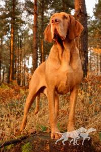 Silvanus Million Dollar Max