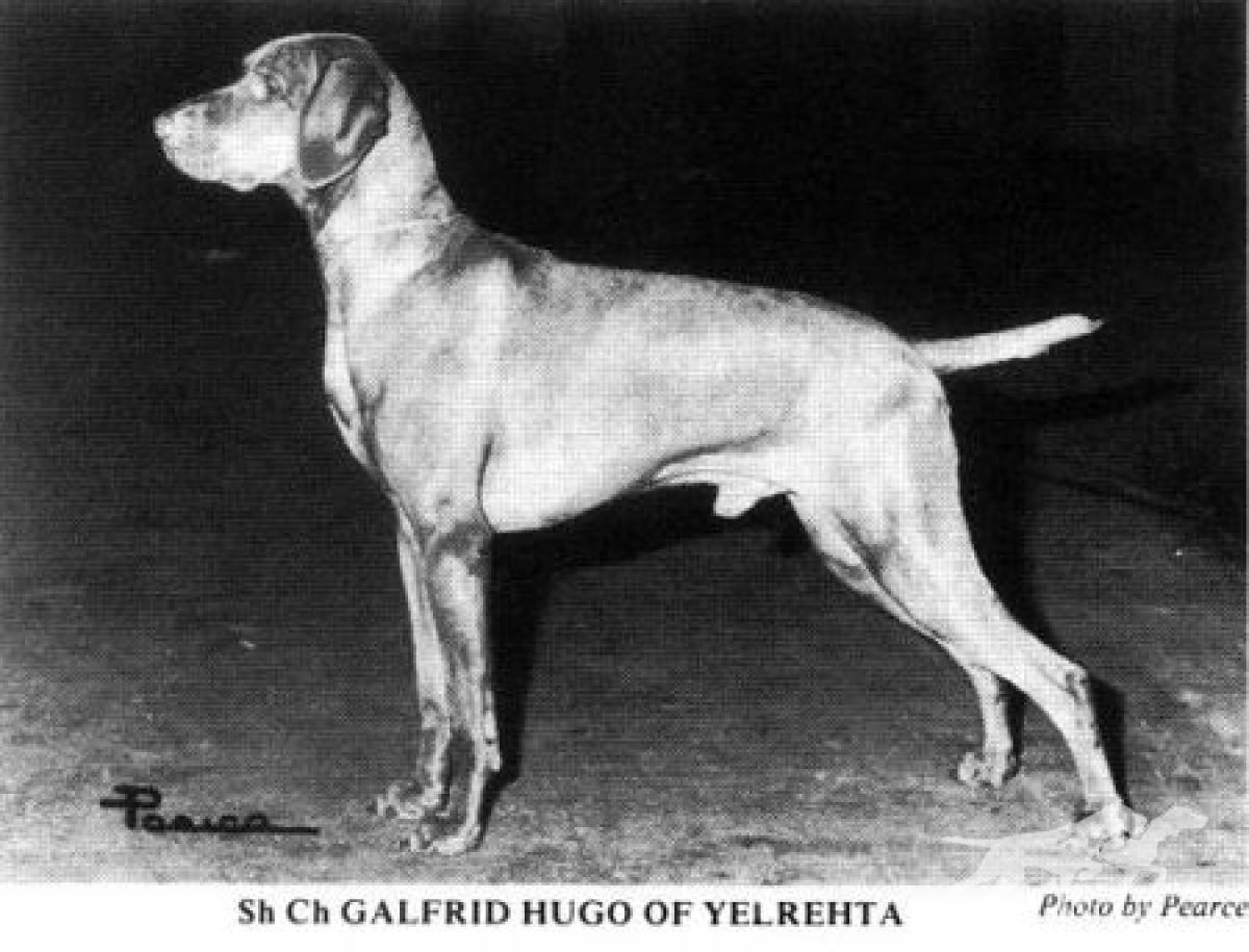 Galfrid Hugo of Yelrehta