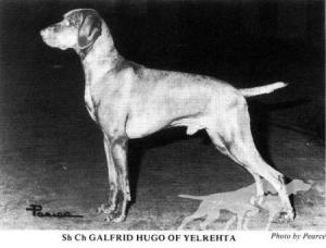 Galfrid Hugo of Yelrehta