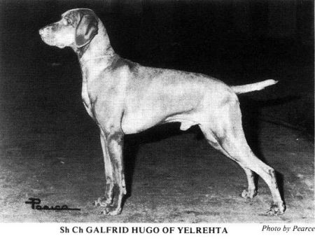 Galfrid Hugo of Yelrehta