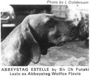 Abbeystag Estelle