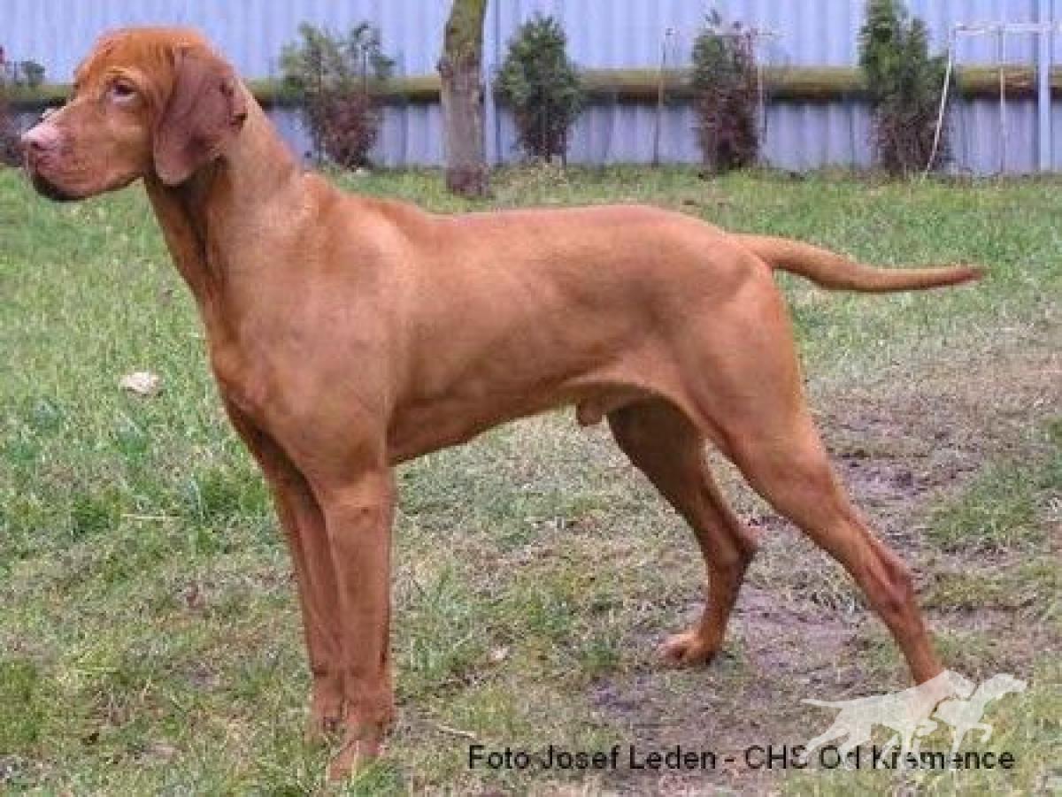 Luxatori Obsitos