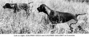Galfrid Gellert