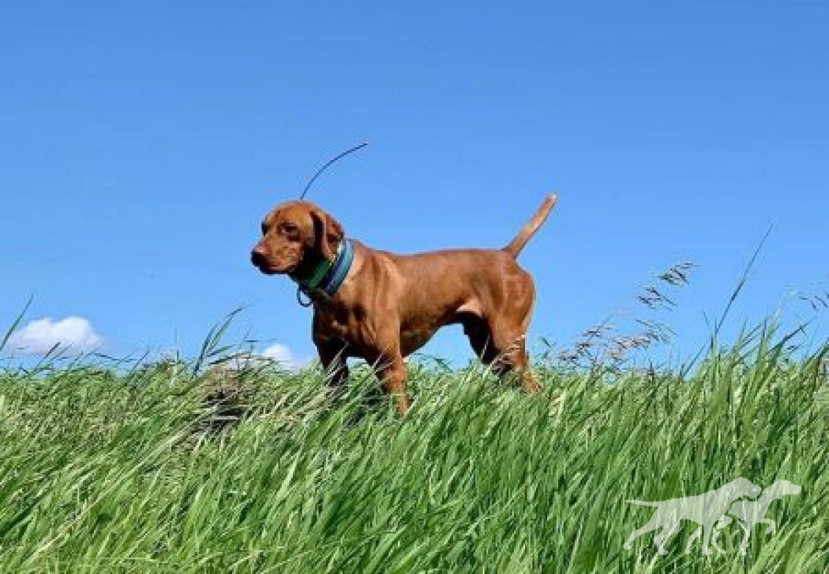 Sunset Trail's Case Hardened Resilience / S T's Resilience