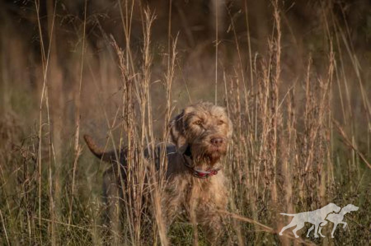 Willow Ridge Tuskes Alom / Willow Ridge Tuskies Alom