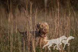 Willow Ridge Tuskes Alom / Willow Ridge Tuskies Alom