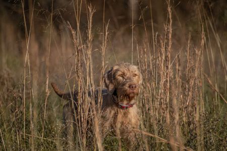 Willow Ridge Tuskes Alom / Willow Ridge Tuskies Alom