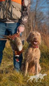 Willow Ridge Tuskes Alom / Willow Ridge Tuskies Alom