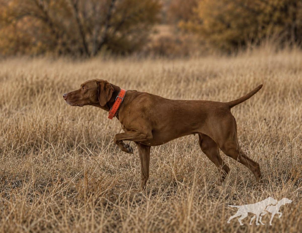 Redneck Quail Killer Penny Slj