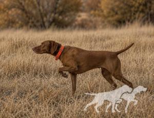 Redneck Quail Killer Penny Slj