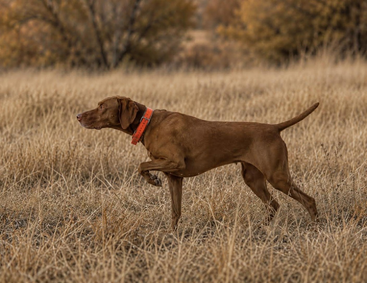 Redneck Quail Killer Penny Slj