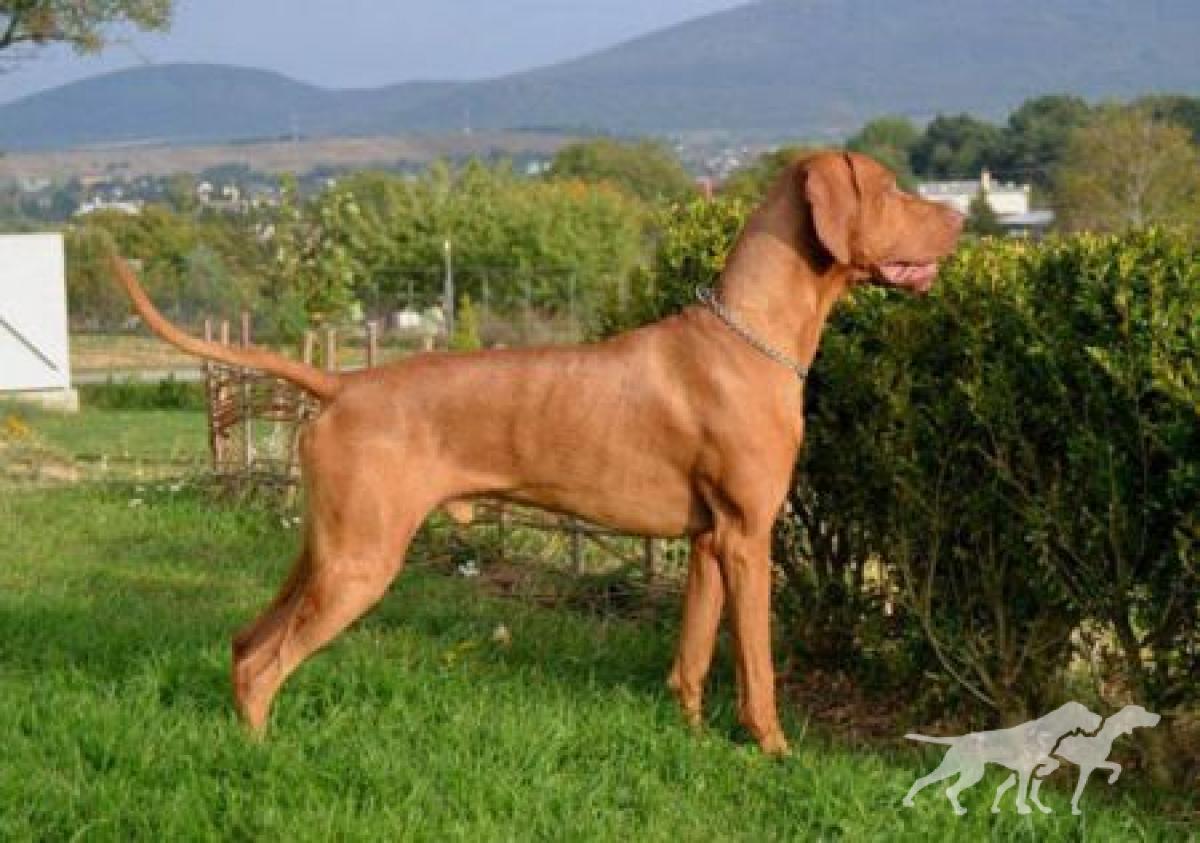 Hubertus Aussie Gold
