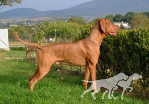 Hubertus Aussie Gold