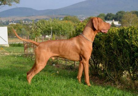 Hubertus Aussie Gold