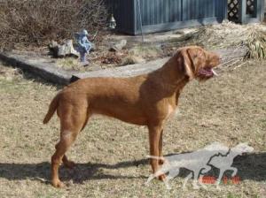 Ole Hill's Sweet Dolly
