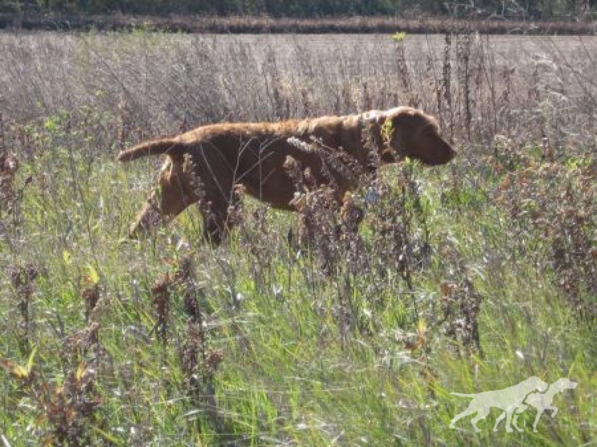 Ole Hill's Sweet Dolly