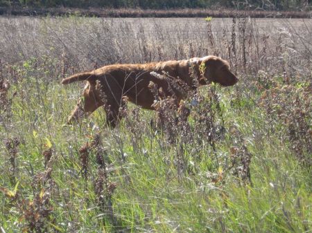 Ole Hill's Sweet Dolly