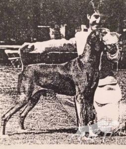 Miklos Heliker