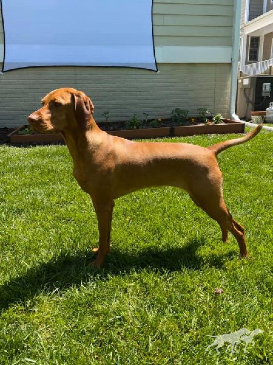 Olina Tiny Dancer
