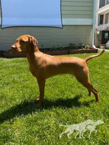 Olina Tiny Dancer