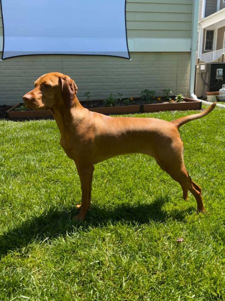 Olina Tiny Dancer