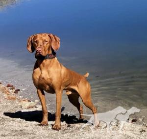 Olina California Sun