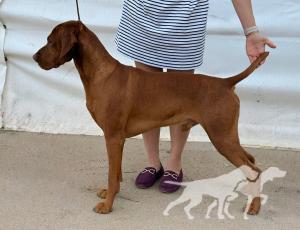 Olina California Sun