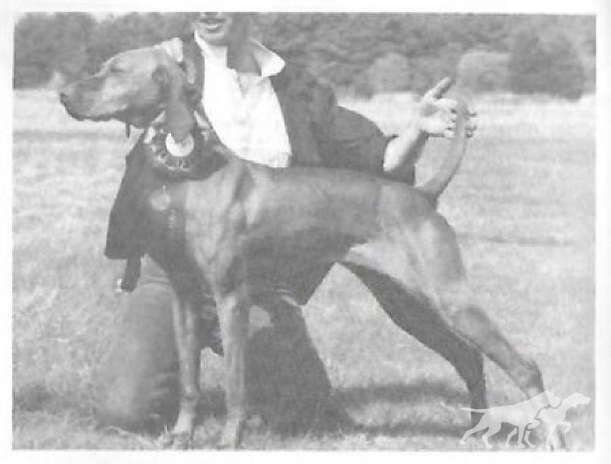 Camelot's Capricious Caper