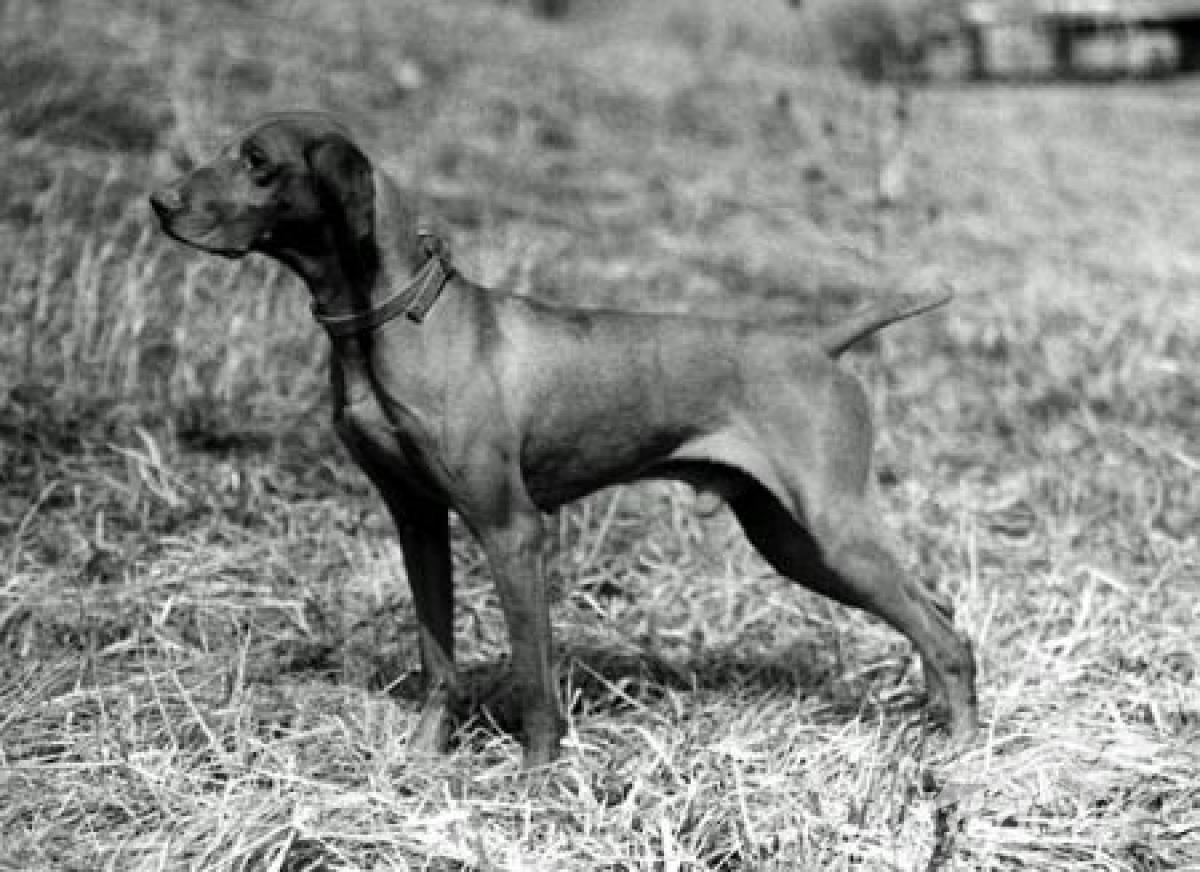 Sam's Star-Buck