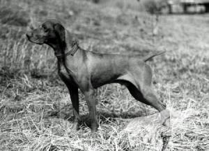Sam's Star-Buck