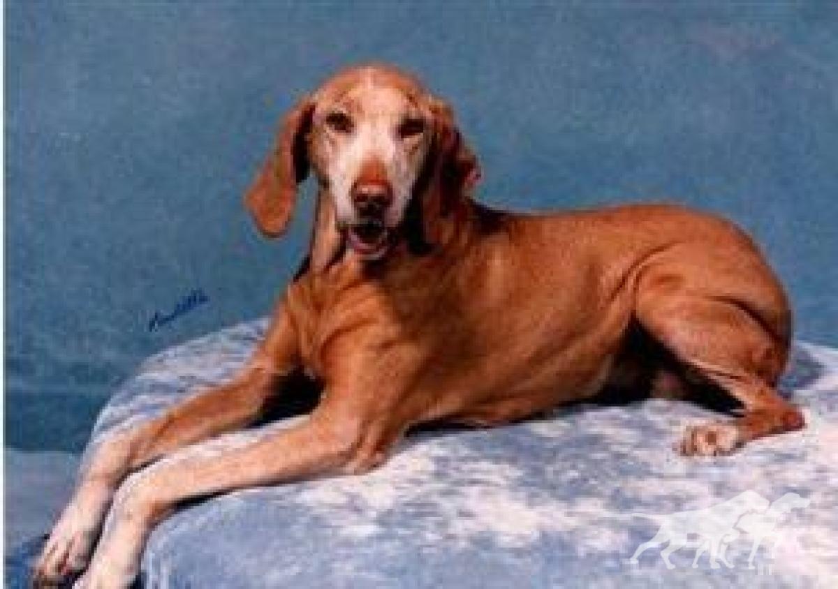 Fox Meadow's Gretchen