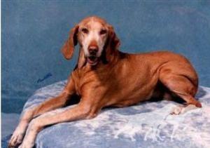 Fox Meadow's Gretchen