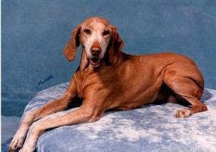 Fox Meadow's Gretchen