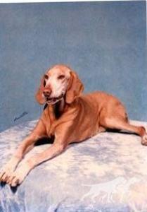 Fox Meadow's Gretchen