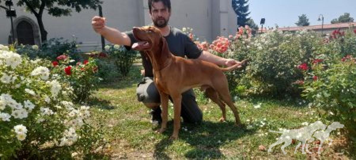 Luxatori Dedevári Konok Pelsonius