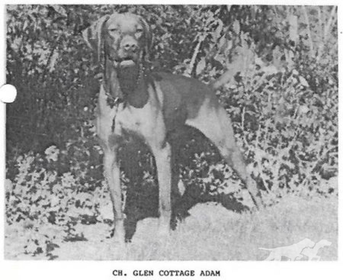 Glen Cottage Adam